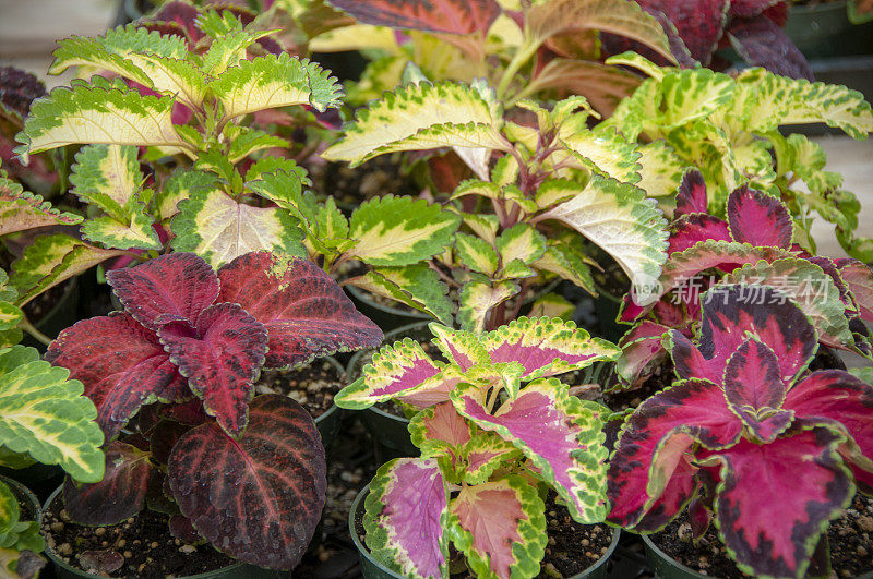 盆栽锦紫苏, Plectranthus scutellarioides